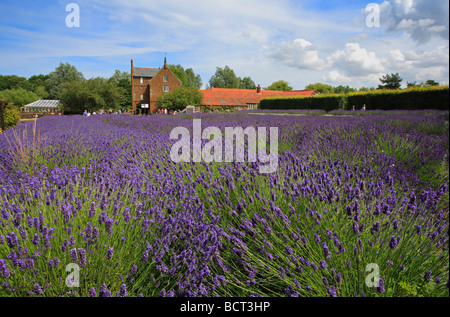 Norfolk Lavender Farm bei Caley Mill, Heacham. Stockfoto