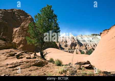 Kodachrome Basin State Park, Utah im Bereich Grand Staircase Escalante National Monument Stockfoto