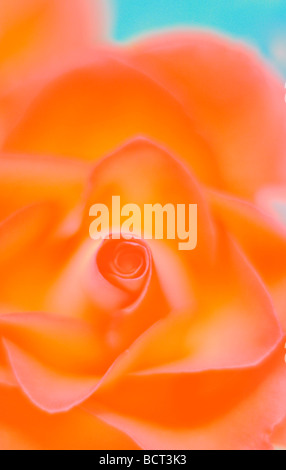 Nahaufnahme von rose voller Farbe Kunstfotografie Jane Ann Butler Fotografie JABP350 Stockfoto