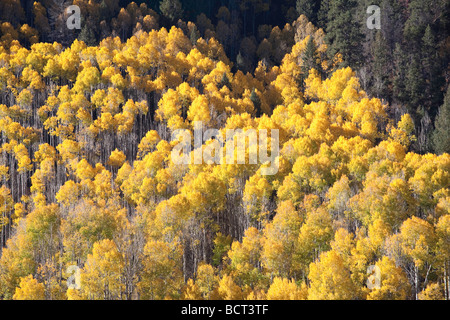 Goldene Beben Aspen Bäume treuhänderisch mit Nadelbäumen auf einem Hügel in der Nähe von Chama in New Mexiko Stockfoto