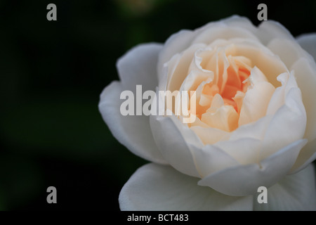Weiße Rose auf schwarzem Hintergrund Stockfoto
