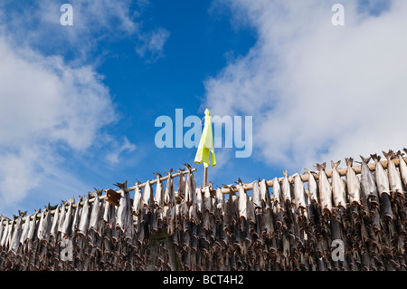 Kabeljau Stockfisch hängen aus Holz Trockengestelle, trockene Winterluft, Lofoten Inseln, Norwegen Stockfoto