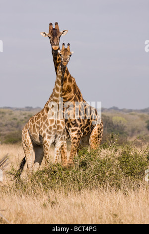 Ein Turm oder Kaleidoskop von Giraffen wird gebildet, wenn zwei oder mehrere Giraffen mit Hälsen zusammen auf Safari in Südafrika stehen. Stockfoto