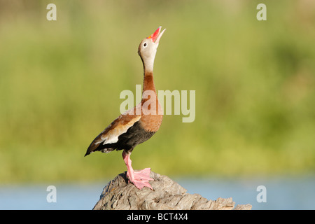 Schwarzbäuchigen Pfeifen Ente Stockfoto