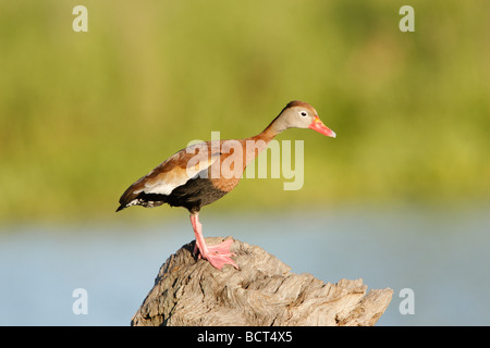 Schwarzbäuchigen Pfeifen Ente Stockfoto