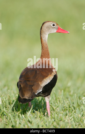 Schwarzbäuchigen Pfeifen Ente - vertikal Stockfoto