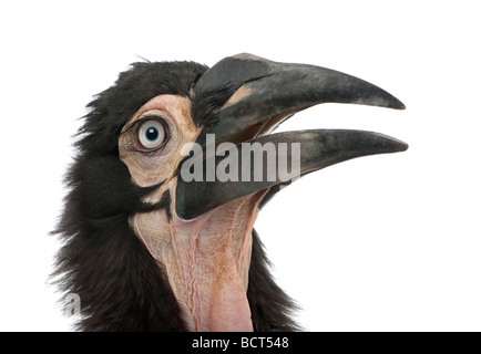 Young südliche Hornrabe, Bucorvus Leadbeateri, 18 Monate, vor einem weißen Hintergrund, Studio gedreht Stockfoto