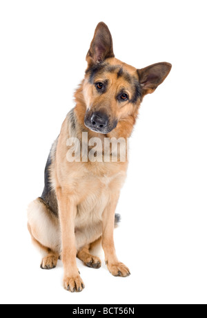 Deutscher Schäferhund, 2 Jahre alt, vor einem weißen Hintergrund, Studio gedreht Stockfoto