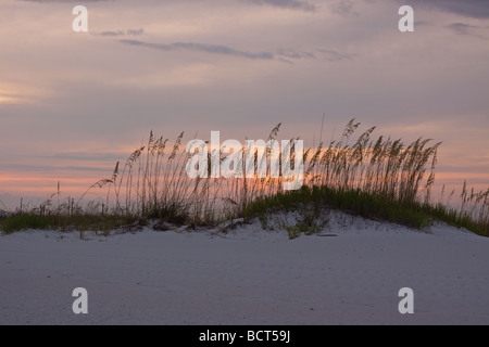 Einen wunderschönen Sonnenuntergang in Florida mit Sehafer oben auf einer weißen Sanddüne im Vordergrund auf einem exotischen Strand. Stockfoto