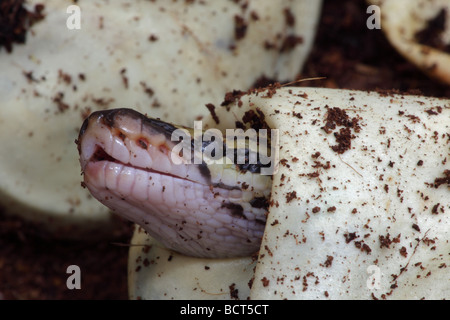 Königspython (Python Regius) Gefangenschaft schlüpfen aus Ei - Afrika Stockfoto