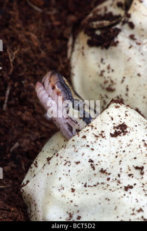 Königspython (Python Regius) Gefangenschaft schlüpfen aus Ei - Afrika Stockfoto