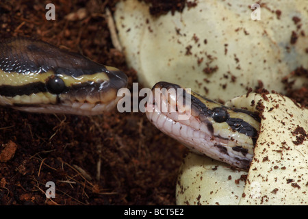 Königspython (Python Regius) Gefangenschaft schlüpfen aus Ei - Afrika Stockfoto