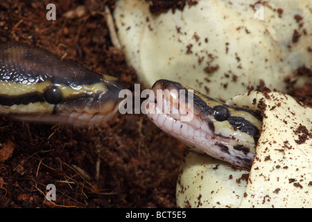 Königspython (Python Regius) Gefangenschaft schlüpfen aus Ei - Afrika Stockfoto