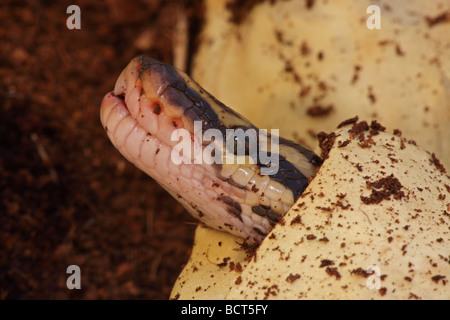 Königspython (Python Regius) Gefangenschaft schlüpfen aus Ei - Afrika Stockfoto