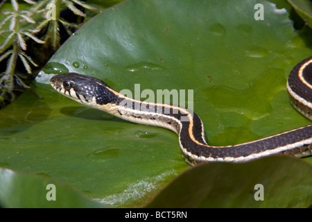 Schwarzhals-Strumpfband-Schlange (Thamnophis Cyrtopsis) Az - USA - semi-aquatisch-im Teich mit Seerosen Stockfoto