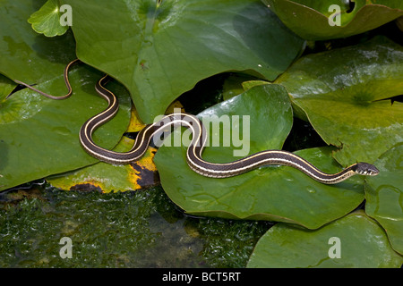 Schwarzhals-Strumpfband-Schlange (Thamnophis Cyrtopsis) Az - USA - semi-aquatisch-im Teich mit Seerosen Stockfoto