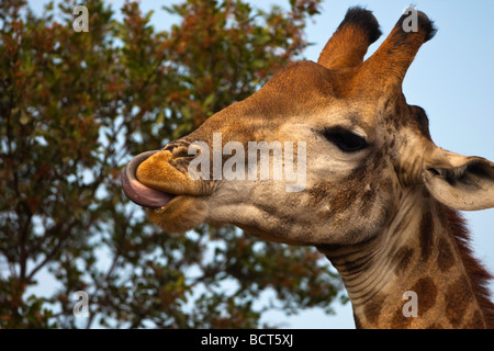 Giraffe lecken Lippen Stockfoto