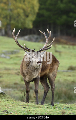 Der Rothirsch (Cervus Elaphus) ist eines der größten Hirschart. Der Rothirsch bewohnt fast ganz Europa Stockfoto