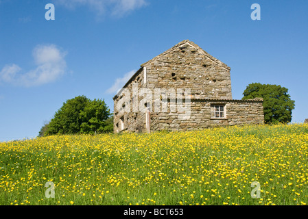 Scheune und Frühling Blumen in einem traditionellen Mähwiese im Swaledale Stockfoto