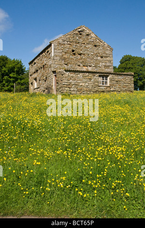 Scheune und Frühling Blumen in einem traditionellen Mähwiese im Swaledale Stockfoto