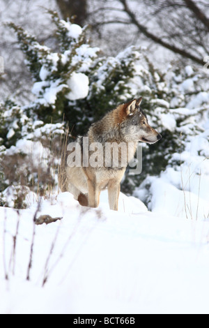 Eine europäische Grey Wolf, Canus Lupus erscheinen durch die Büsche im Schnee Stockfoto