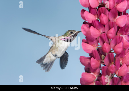 Calliope Kolibri männlichen bei Lupine Blüte Stellula Calliope British Columbia Kanada BI018687 Stockfoto