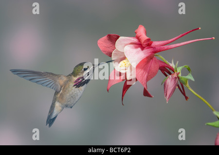 Calliope Kolibri - männlich in Fuschia Blume Stellula Calliope Britisch-Kolumbien, Kanada BI018845 Stockfoto