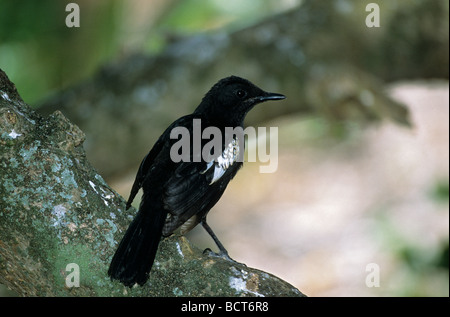 Seychellen Magpie Robin Copsychus Sechellarum Cousin Island Seychellen Stockfoto
