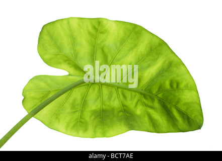 große grünes Blatt von hinten isoliert auf weiss Stockfoto