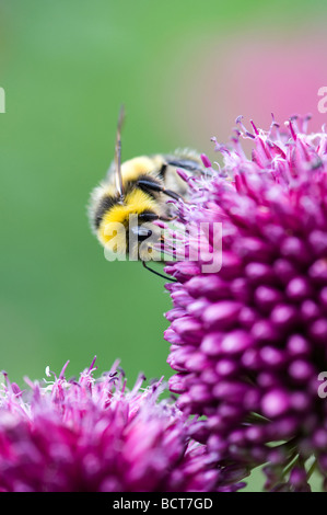 Hummel, die Fütterung auf Allium Sphaerocephalon Blume in einem englischen Garten Stockfoto