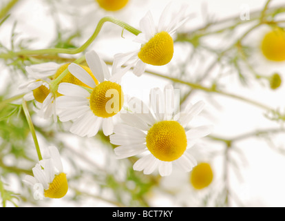 Deutsch Kamille (Matricaria Chamomilla und Matricaria Recutita) Stockfoto