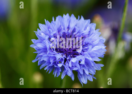 Blüte einer Kornblume (Centaurea Cyanus) Stockfoto