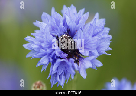 Käfer (Oxythyrea Funesta) in der Blüte die Kornblume (Centaurea Cyanus) Stockfoto