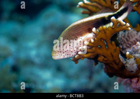 Ein Blackside oder Forsters Hawkfish Uhren für kleine Fische durch Schwimmen, so dass es sich von dart kann seine "Coral post sehen und fangen sie Stockfoto