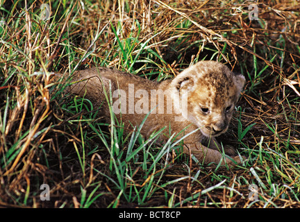 Winzige Löwenjunges etwa eine Woche alt, verstecken sich in lange Grashalme Masai Mara National Reserve Kenia in Ostafrika Stockfoto