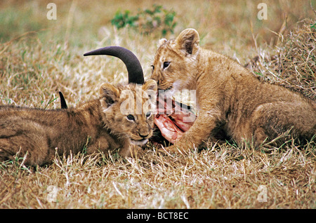 Zwei junge Löwenbabys füttern auf Resten einer Topi Karkasse Masai Mara National Reserve Kenia in Ostafrika Stockfoto