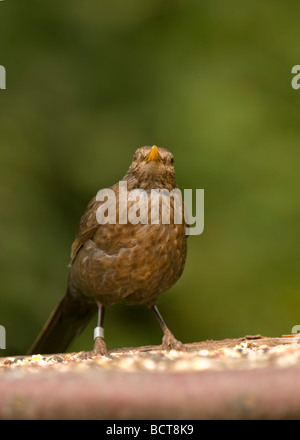 Junge Amsel "Turdus Marula" am Futtertisch. Stockfoto