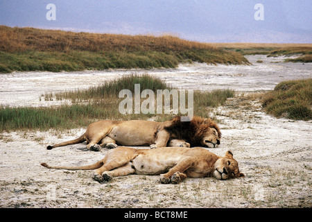 Männlicher Löwe und weibliche Löwin liegend ruhen in einem Salzbergwerk pan Ngorongoro Krater Tansania Ostafrika Stockfoto