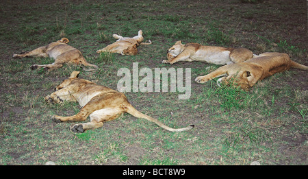 Fünf 5 Löwinnen schlafen getötet, nachdem frisch Fütterung auf Zebra im Morgengrauen Masai Mara National Reserve Kenia in Ostafrika Stockfoto