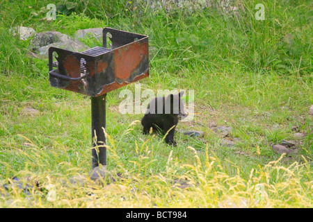 Black Bear Cub steht vom Grill in Virginia Elkwallow Picknick im Shenandoah-Nationalpark Stockfoto