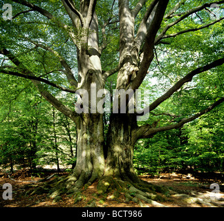 Große Doppel-Buche (Fagus), twin-Stamm, Deutschland, Europa Stockfoto