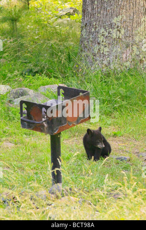 Black Bear Cub steht neben Grill in Virginia Elkwallow Picknick im Shenandoah-Nationalpark Stockfoto