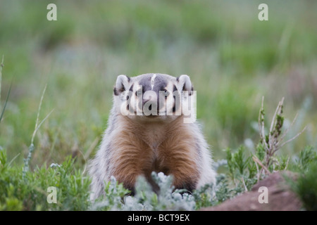 Amerikanischer Dachs Taxidea Taxus Young in Den Rocky Mountain National Park Colorado USA Stockfoto