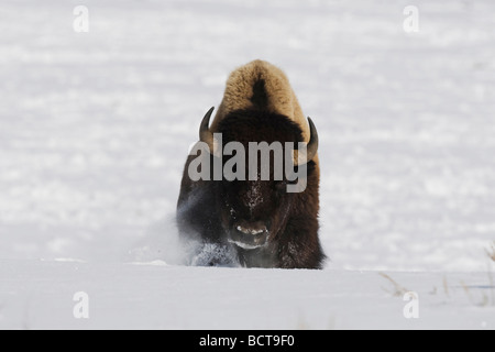 Amerikanische Bisons Buffalo Bison Bison Erwachsener im Schnee Yellowstone National Park in Wyoming USA Stockfoto