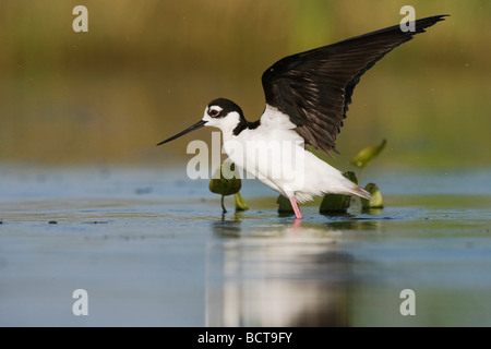 Schwarzhals Stelzenläufer Himantopus Mexicanus Erwachsenen gehen Sinton Fronleichnam Coastal Bend, Texas USA Stockfoto