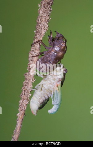 Zikade Tibicen Resh Erwachsene entsprang Nymphe Haut trocknen Flügel Sinton Fronleichnam Coastal Bend, Texas USA Stockfoto