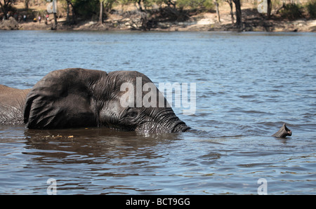 Afrikanische Elefanten schwimmen in den Chobe Fluss, Botswana, mit seinem Stamm als ein "Schnorchel". Stockfoto