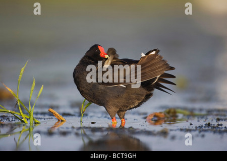 Gemeinsamen Moorhen Gallinula Chloropus Erwachsenen putzen Sinton Fronleichnam Coastal Bend, Texas USA Stockfoto