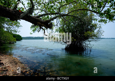 DAS UFER VON EINEM MANGROVEN-LAGUNE IN REKAWA, SRI LANKA. Stockfoto