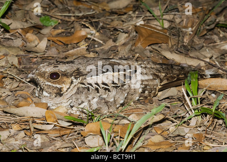 Gemeinsame Pauraque Nyctidromus Albicollis Erwachsene auf nisten Sinton Fronleichnam Coastal Bend, Texas USA Stockfoto